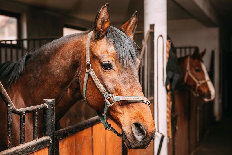 Summit Experts | Gutachten von Pferden und deren Trainings- und Haltungsmethoden
